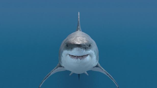 Large,White,Shark.,Ready,To,Attack,Its,Prey.,Aggressive,When