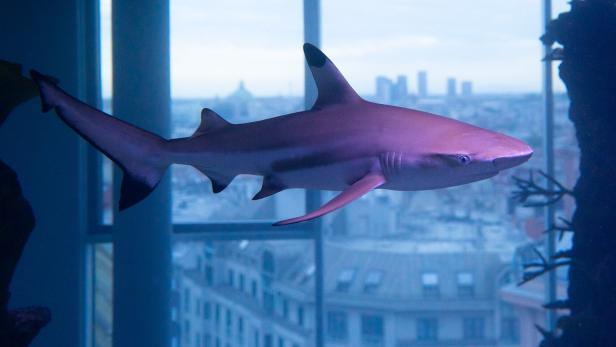 ein Haifisch schwimmt im Haibecken des Haus des Meeres