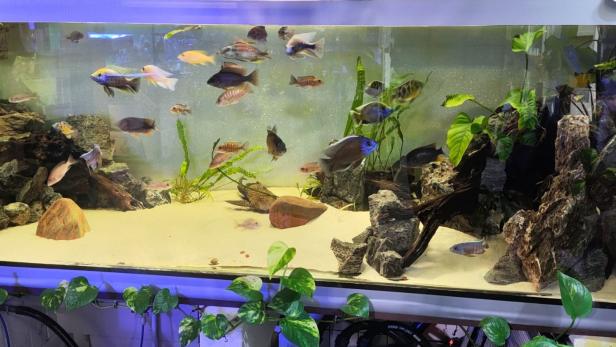 Mehrere bunte Fische schwimmen in einem Aquarium mit Sandboden, Steinen, Wurzeln und grünen Wasserpflanzen.