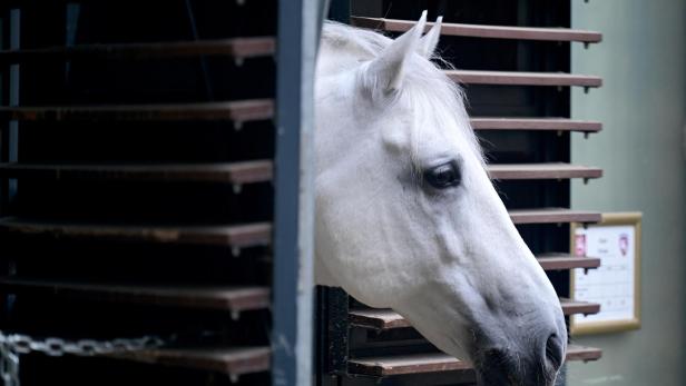 Ein Lipizzaner im Stall.