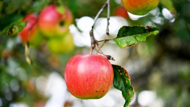 Apfel am Baum