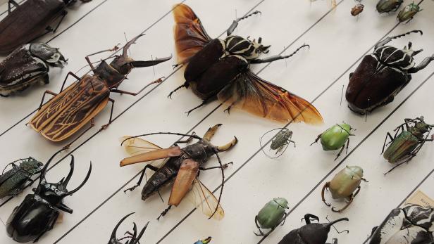 Mehrere bunte Käfer in ener Schachtel