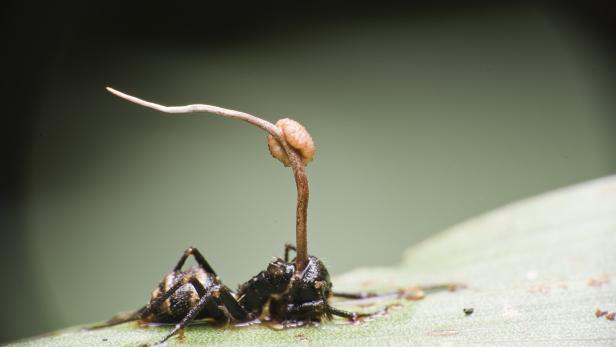 Ant,With,Cordyceps
