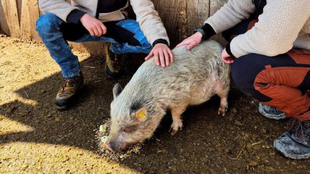 Zwei Männer und ein Minischweinchen 