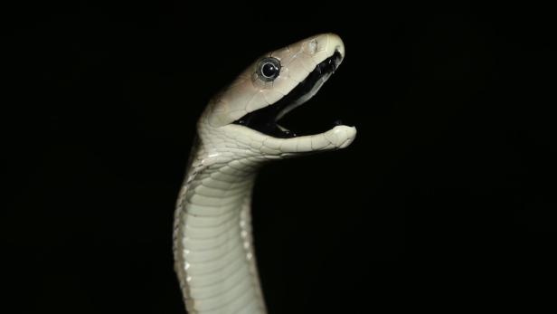 Eine schwarze Mamba