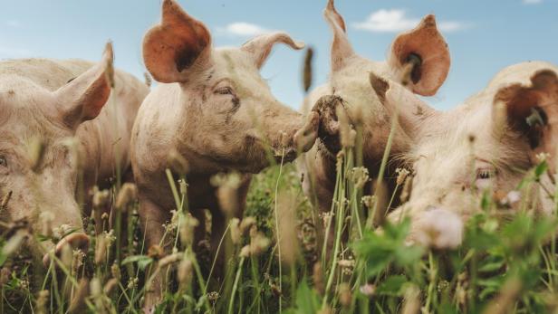 Drei Schweine stehen in hohem Gras und berühren sich mit den Schnauzen