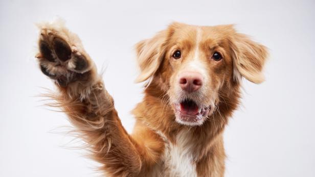 Blond-weißer Hund hebt die rechte Pfote
