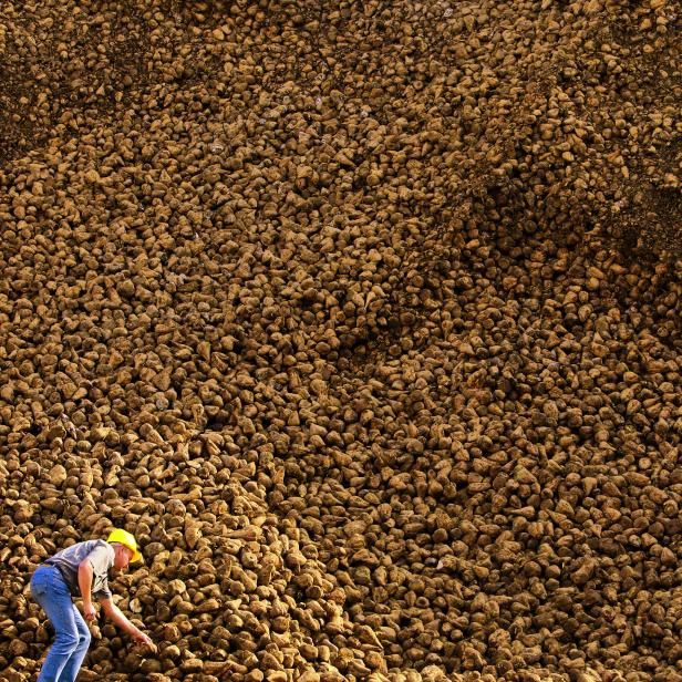 RÜBENBERGE: Zuckerrübenbauern warnen vor Überproduktion als
Folge des Falls der Quote.