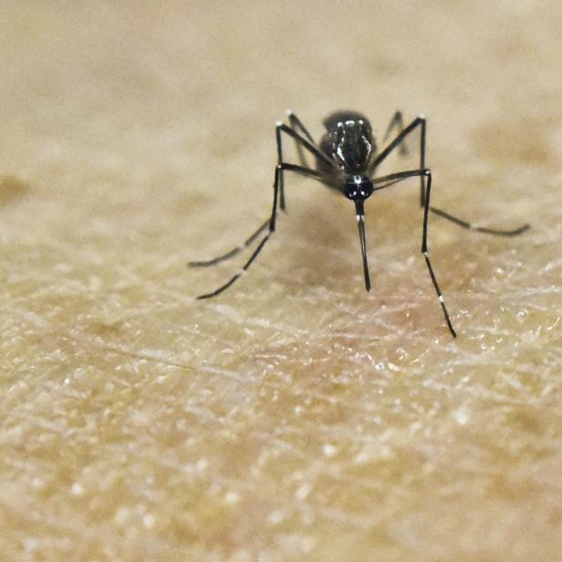 Ein Moskito der Gattung "Aedes Aegypti", der Überträger des Zika-Virus