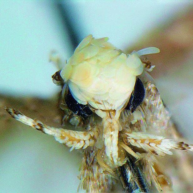 Neopalpa donaldtrumpi