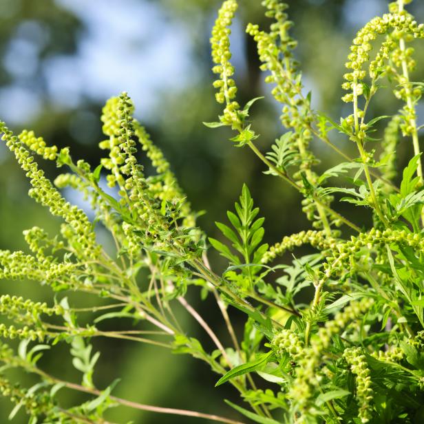 Ragweed, auch Traubenkraut oder Beifußambrodie genannt, wurde Mitte des 19. Jahrhunderts aus Amerika nach Europa eingeschleppt.