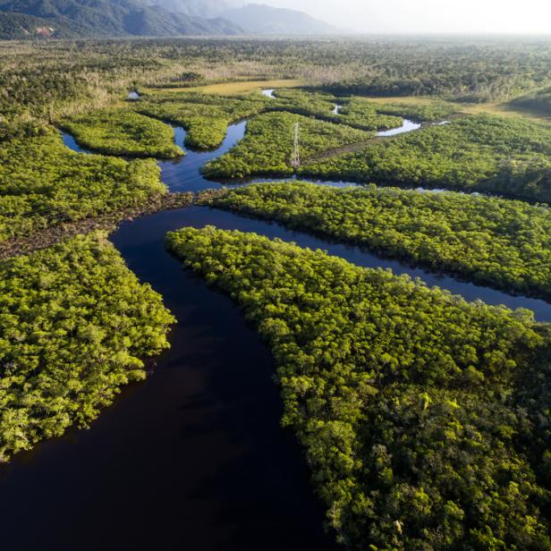 Der brasilianische Regenwald