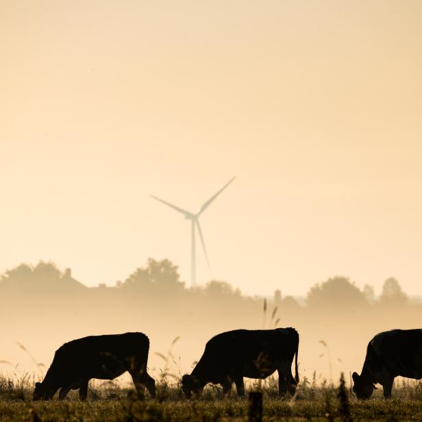 Pestizide und Verbauung: Die Hauptgründe für das Tiersterben sind klar, in der Politik fehlt der Wille, etwas zu ändern.