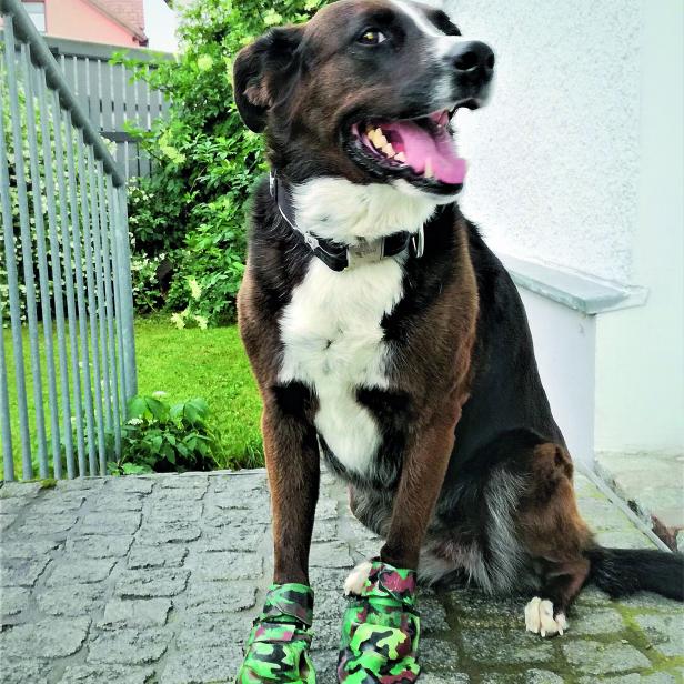 MODELLHUND EMMA: „Die Form des Produktes entspricht der Anatomie der Hundepfote.“ (Anm.: im Einsatz tragen Hunde vier Protektoren)