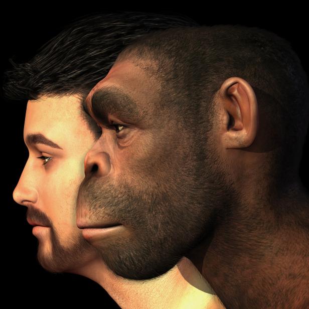 Eine digitale Illustration des Homo erectus.