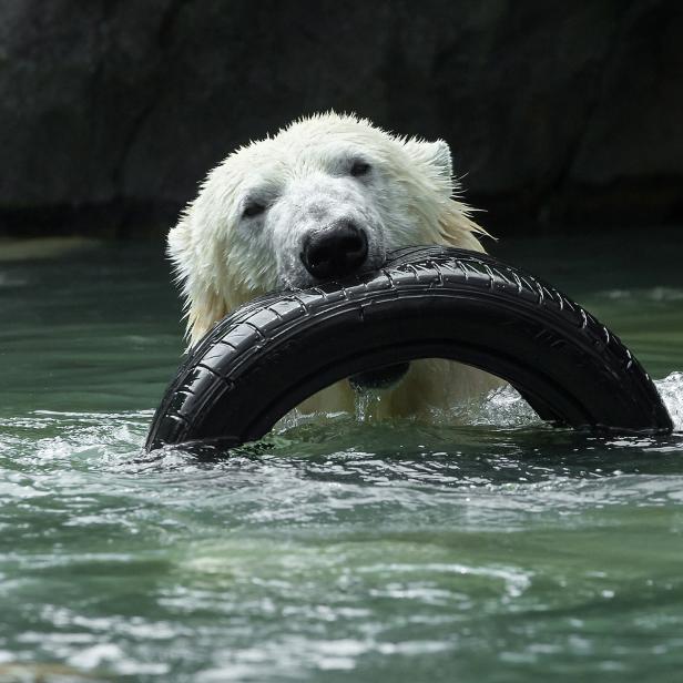 Eisbär Ranzo im Tiergarten Schönbrunn