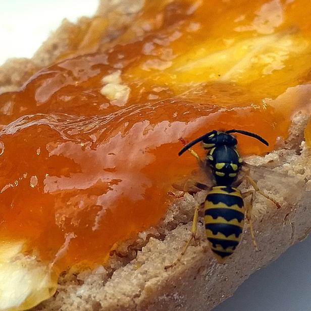 Marmeladenbrot mit Wespe zum Frühstück? Im Spätsommer werden Wespen oft zur Plage.