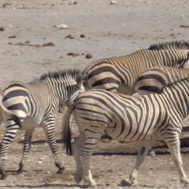 Warum haben Zebras Streifen?