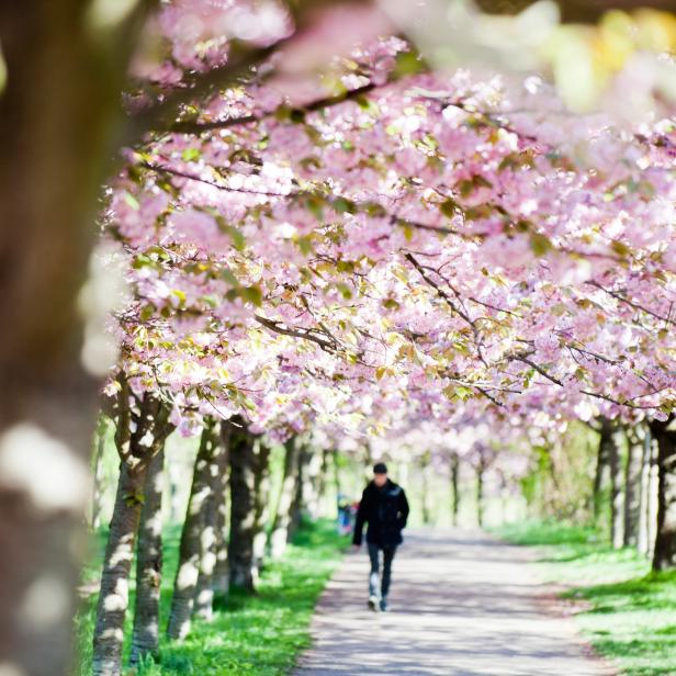 Japanische Blütenkirschen: Frühlingsbeginn