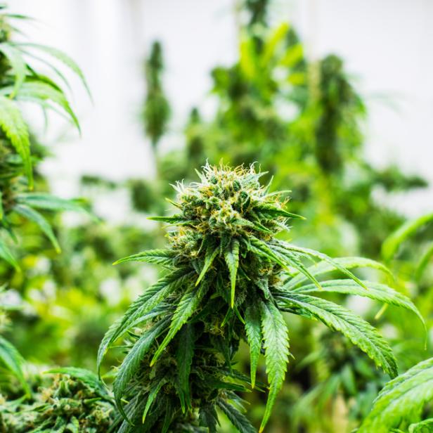 Nahaufnahme einer blühenden Cannabis-Pflanze.