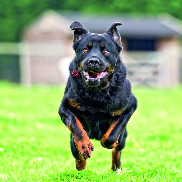 GEÄCHTETER HERDENSCHÜTZER: Vom Viehhüter wurde der Rottweiler zum Gebrauchshund für Polizei und Militär und schließlich Statussymbol von zwielichtigen Gestalten.