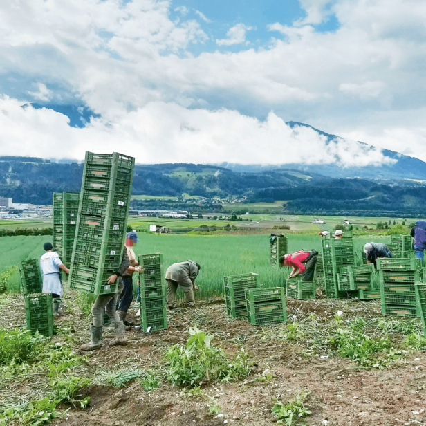 Erntearbeiter:innen in Thaur, Tirol