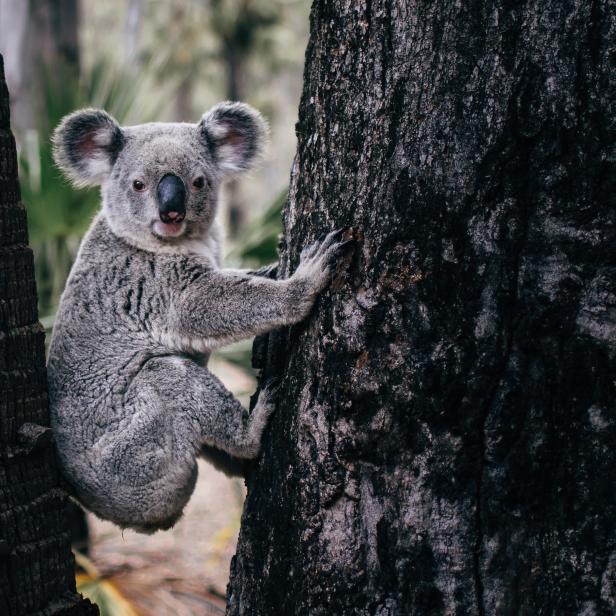 Ein Koala zwischen zwei Bäumen