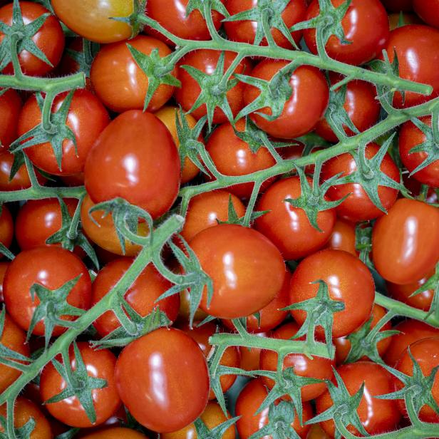 Gartenbau Bauer züchtet Tomaten im Glashaus