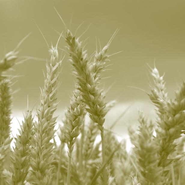 Weizenähren auf einem Feld