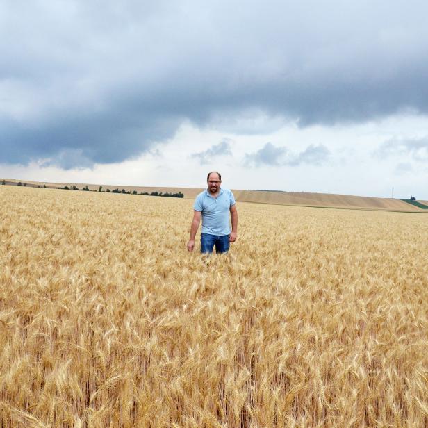 Grosskruter Weizen für die pariser Börse. Landwirt Franz Weingartshofer am Feld