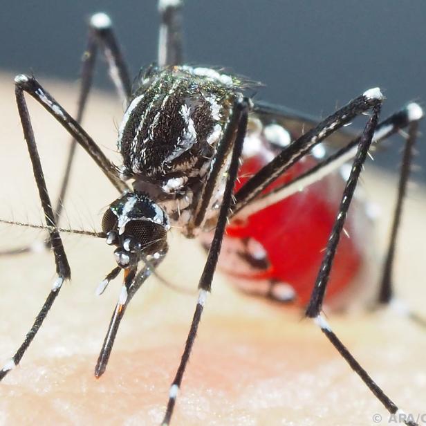 Stechmücken übertragen das Dengue-Fieber