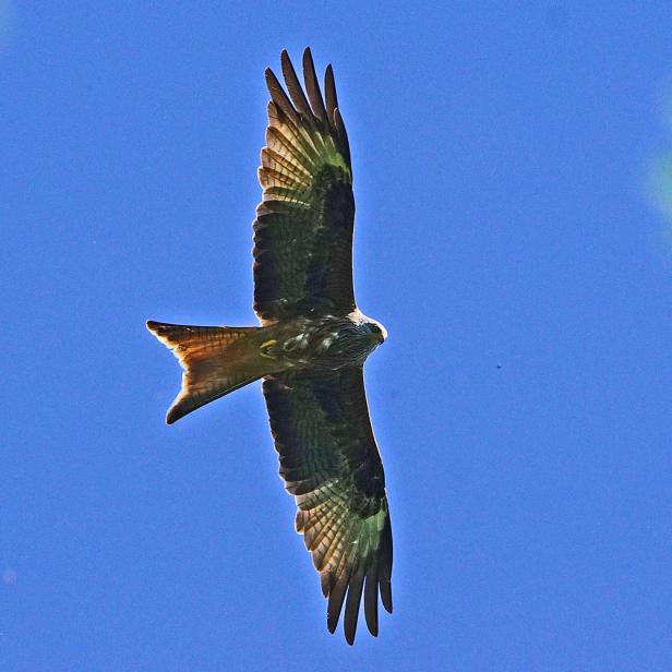 In den 1980er-Jahren galt der Greifvogel in Österreich als ausgestorben – inzwischen sind die Aussichten besser. Wenn da nicht die Wilderer wären.