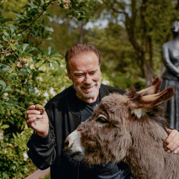 Arnold Schwarzenegger mit seinem Zwergesel Lulu, mit dem er gerne seine 24 Millionen Follower auf Instagram unterhält.