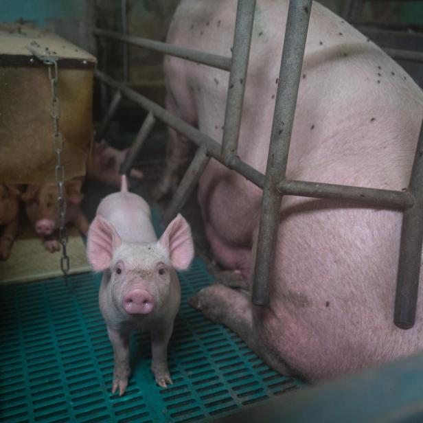 Ferkel in einem Stall mit Spaltenboden