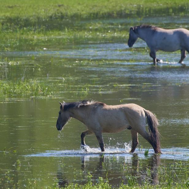 Im Auen-Reservat des WWF haben die halbwilden Tiere für eine bessere Biodiversität gesorgt. In vielen anderen Naturschutzgebiete in Österreich ist die Lage von Flora und Fauna deutlich schlechter.