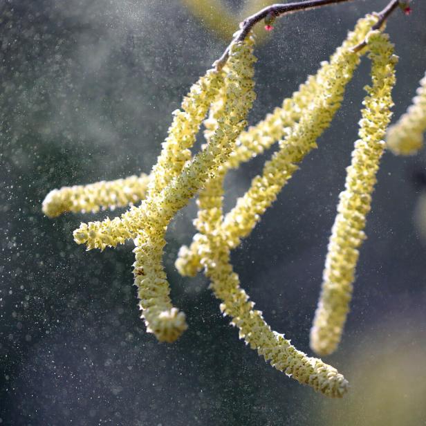 Die gelben Haselkätzchen belasten Allergiker, sind aber für Bienen die erste wichtige Nahrung.