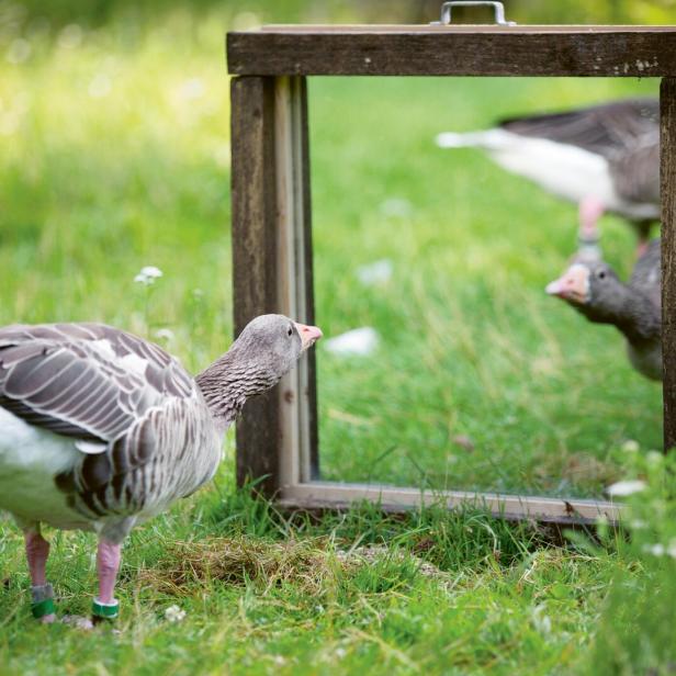 Gänse erkennen sich selbst nicht. Eher gehen sie auf ihr Spiegelbild los.