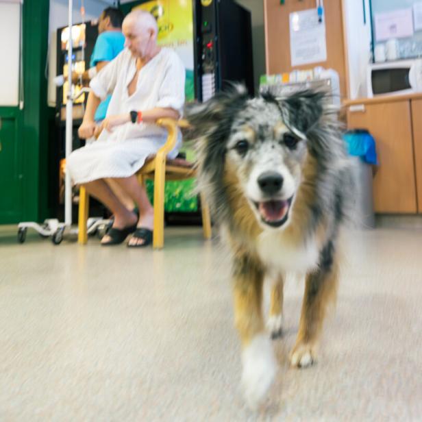 bei der Arbeit mit Onkologiepatientinnen und -patienten im Spital Wiener Neustadt