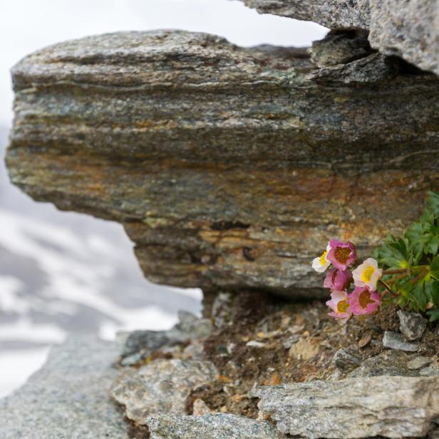 Der Gletscher Hahnenfuß zieht sich durch die Klimaerwärmung in immer höhere Lagen zurück.