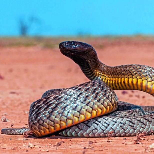 Australischer Inlandtaipan