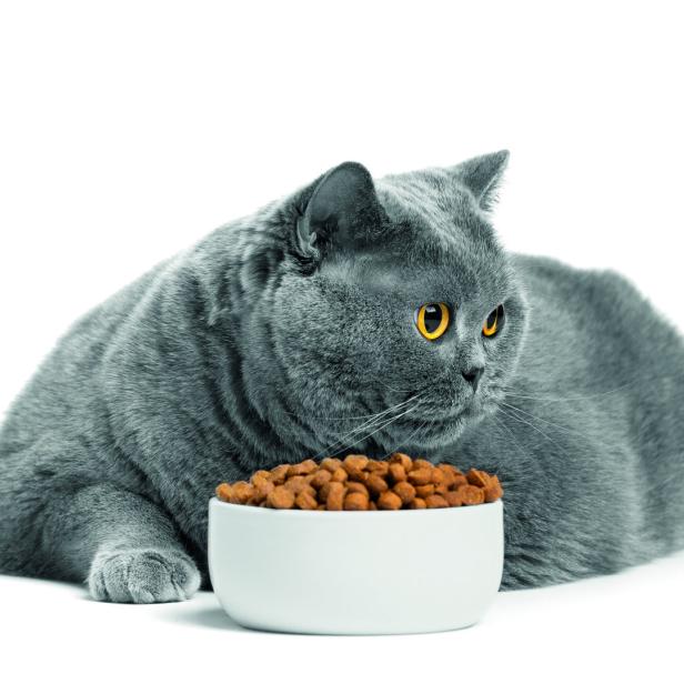Dicke Katze vorm Fressnapf