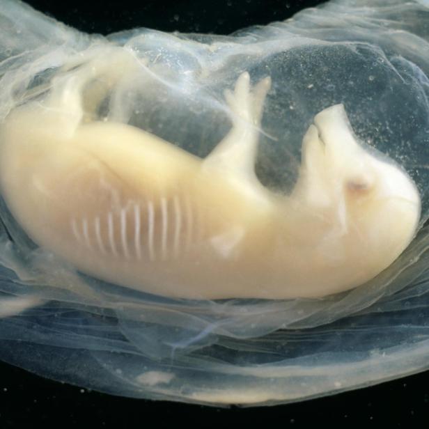 Schweineembryo