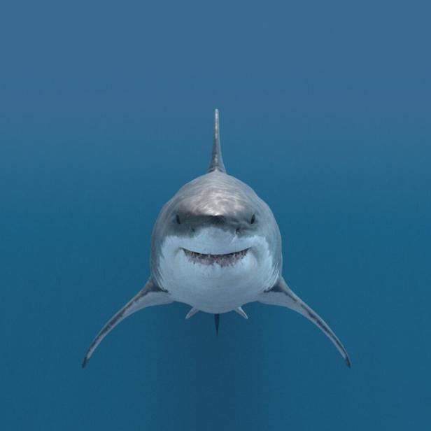 Large,White,Shark.,Ready,To,Attack,Its,Prey.,Aggressive,When