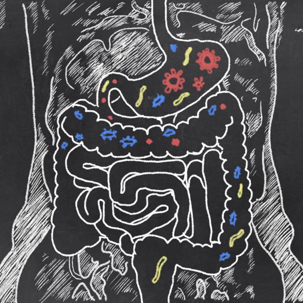 Intestines,With,Gut,Bacteria,On,Blackboard