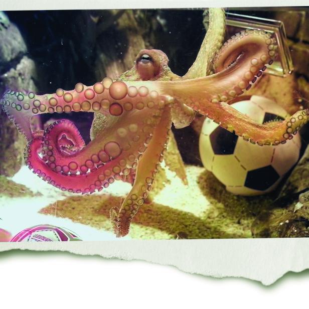 Kraken-Orakel Paul im Aquarium mit Fußbällen