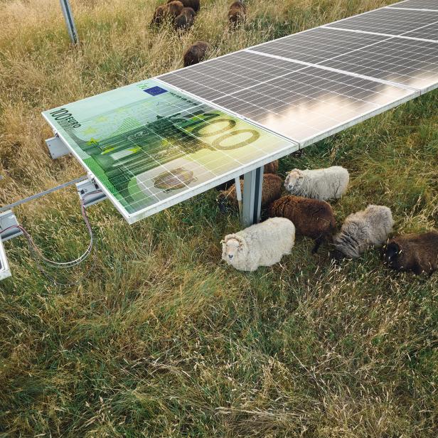 Schafe grasen unter Solarpanelen, die teilweise mit einem großen Euro-Schein überlagert sind. Die Wiese ist grün und uneben.