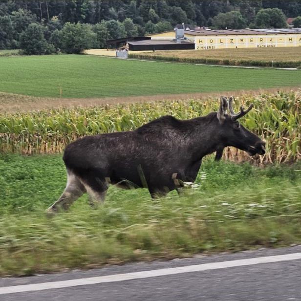 Elch Emil vor der Zimmerei Harold in Niederösterreich