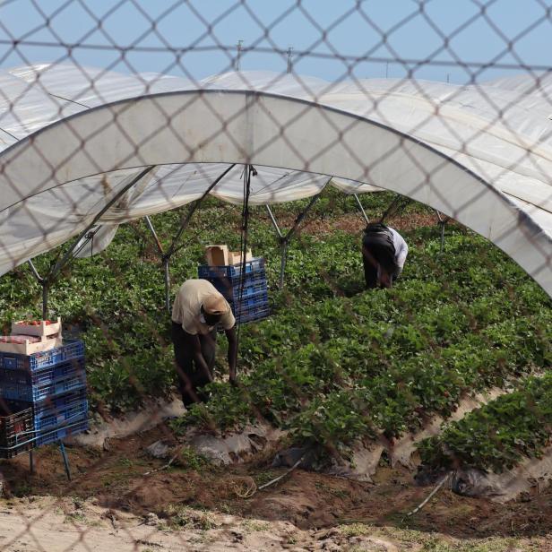 Feldarbeiter in Spanien