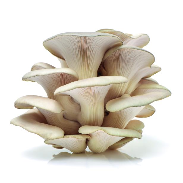 Das Bild zeigt einen Austernpilz oder Austernseitling