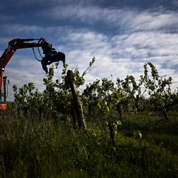 Ein Bagger rodet einen Weingarten in Bordeaux